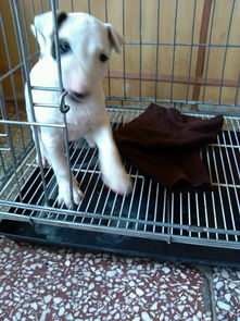 精品牛頭梗犬 高端賽級大毛量 雙血 包活 帶證書